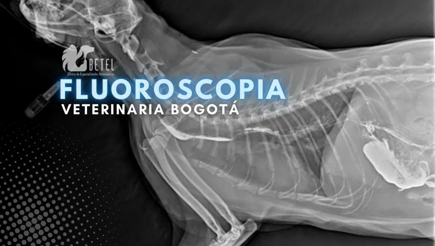 Fluoroscopia Veterinaria en Bogotá: Diagnóstico Avanzado de Enfermedades Esofágicas en Gatos y Perros