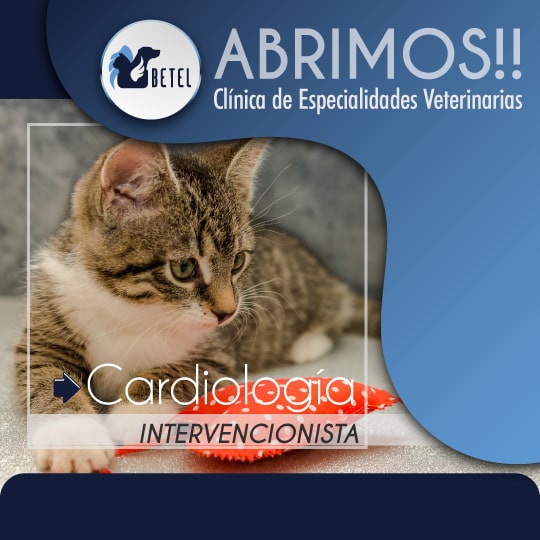 cardiologia intervencionista veterinaria