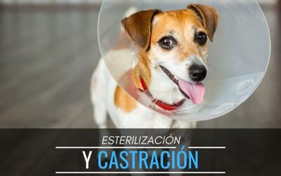 Mitos sobre la esterilización y castración en mascotas