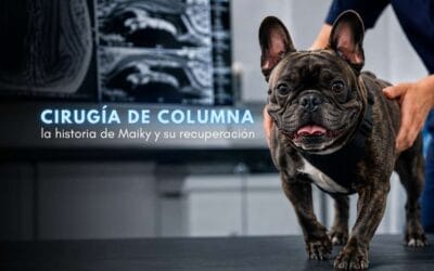 Cirugía de columna en perros: la historia de Maiky y su recuperación