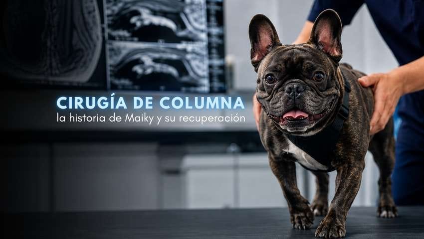 Cirugía de columna en perros: la historia de Maiky y su recuperación