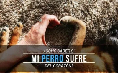 ¿Cómo saber si mi perro sufre del corazón?