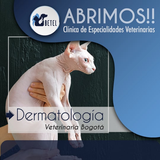 dermatologia veterinaria