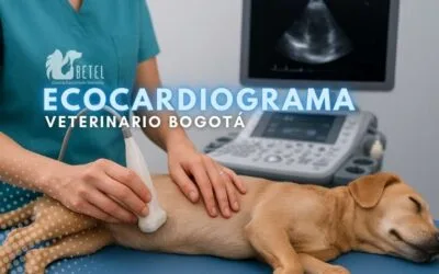 Ecocardiograma veterinario Bogotá: procedimiento, precio y cuándo hacerlo en Betel