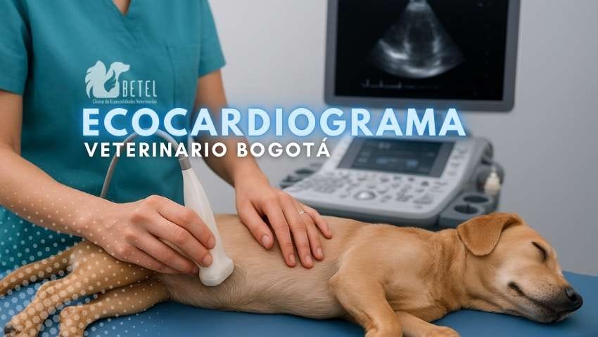 Ecocardiograma veterinario Bogotá: procedimiento, precio y cuándo hacerlo en Betel