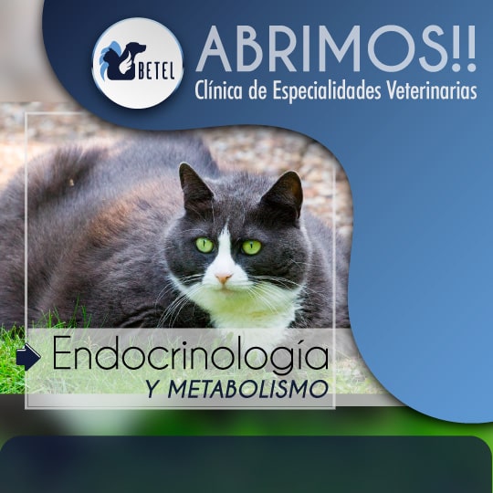endocrinologia-metabolismo-veterinario
