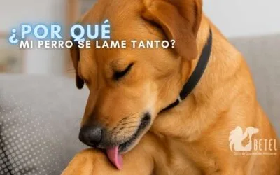 ¿Por qué mi perro se lame tanto? Señales de alerta que no debes ignorar