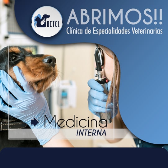medicina interna veterinaria