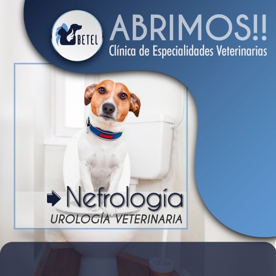 nefrologia urologia veterinaria
