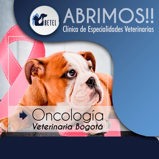 oncologia veterinaria