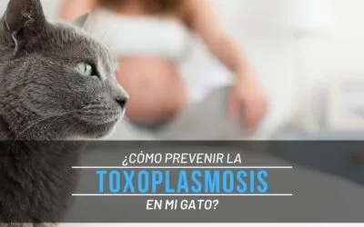 ¿Cómo prevenir la toxoplasmosis en mi gato?